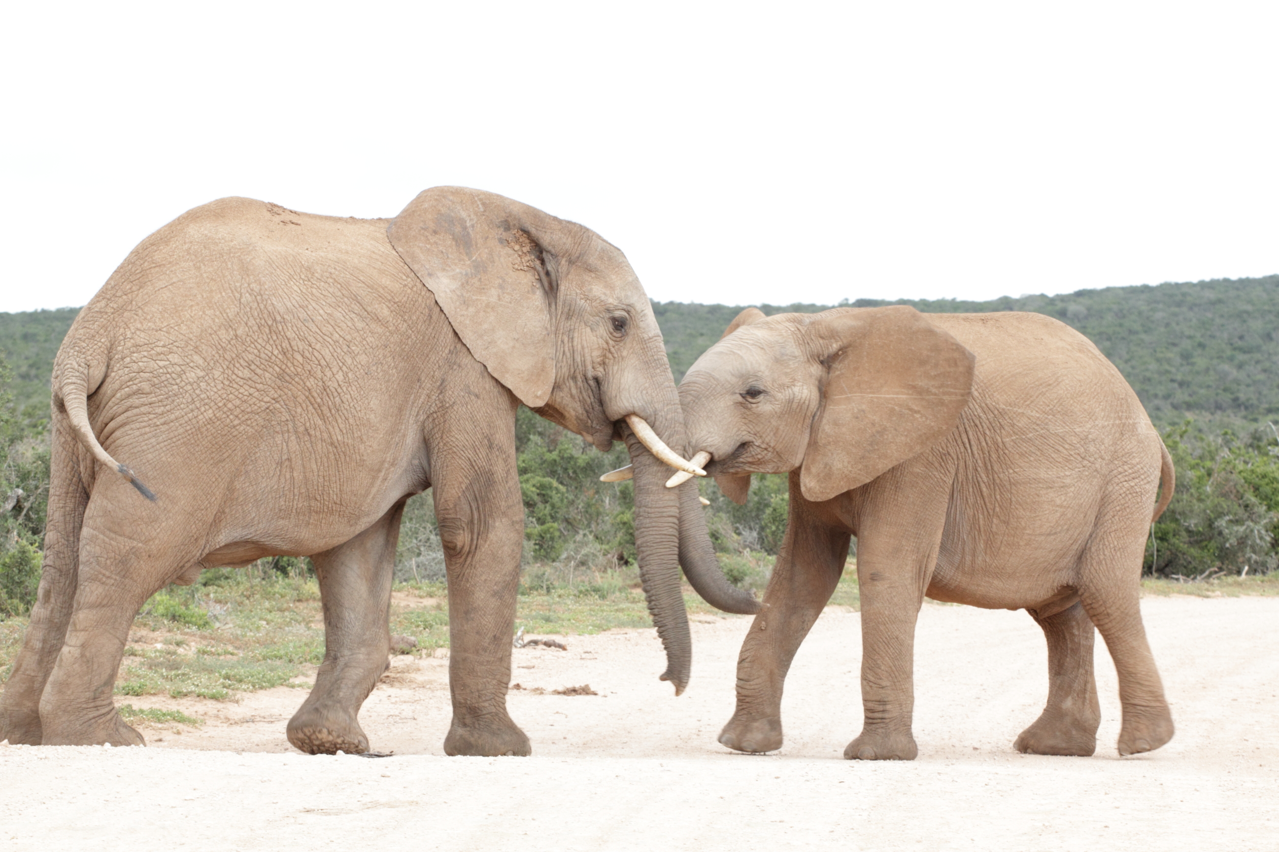 Elephants play fighting.