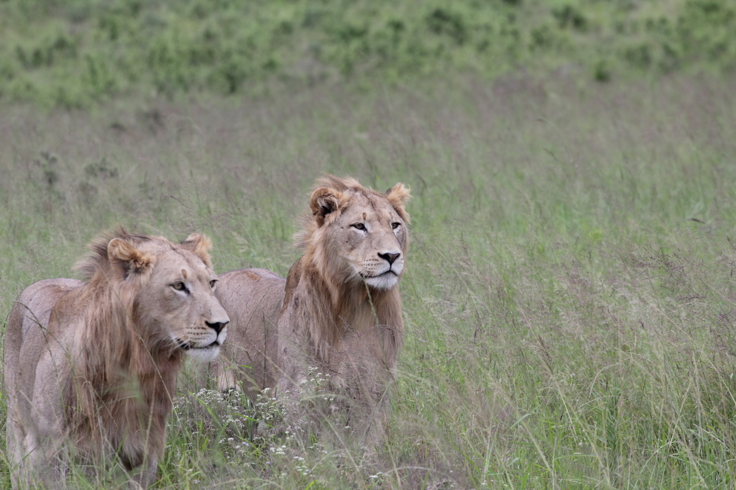 Young male lions.