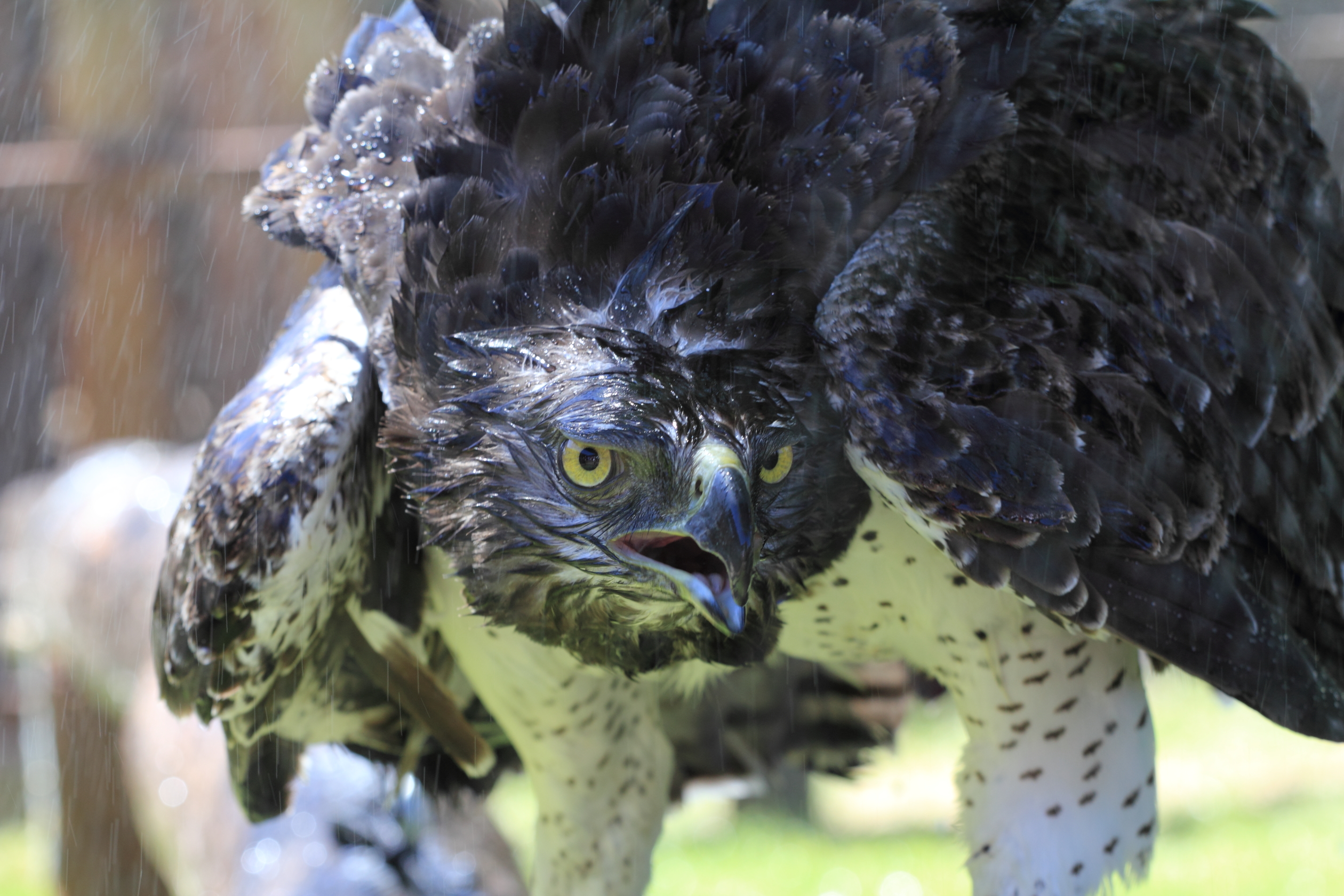 wet, perched, Martial Eagle.