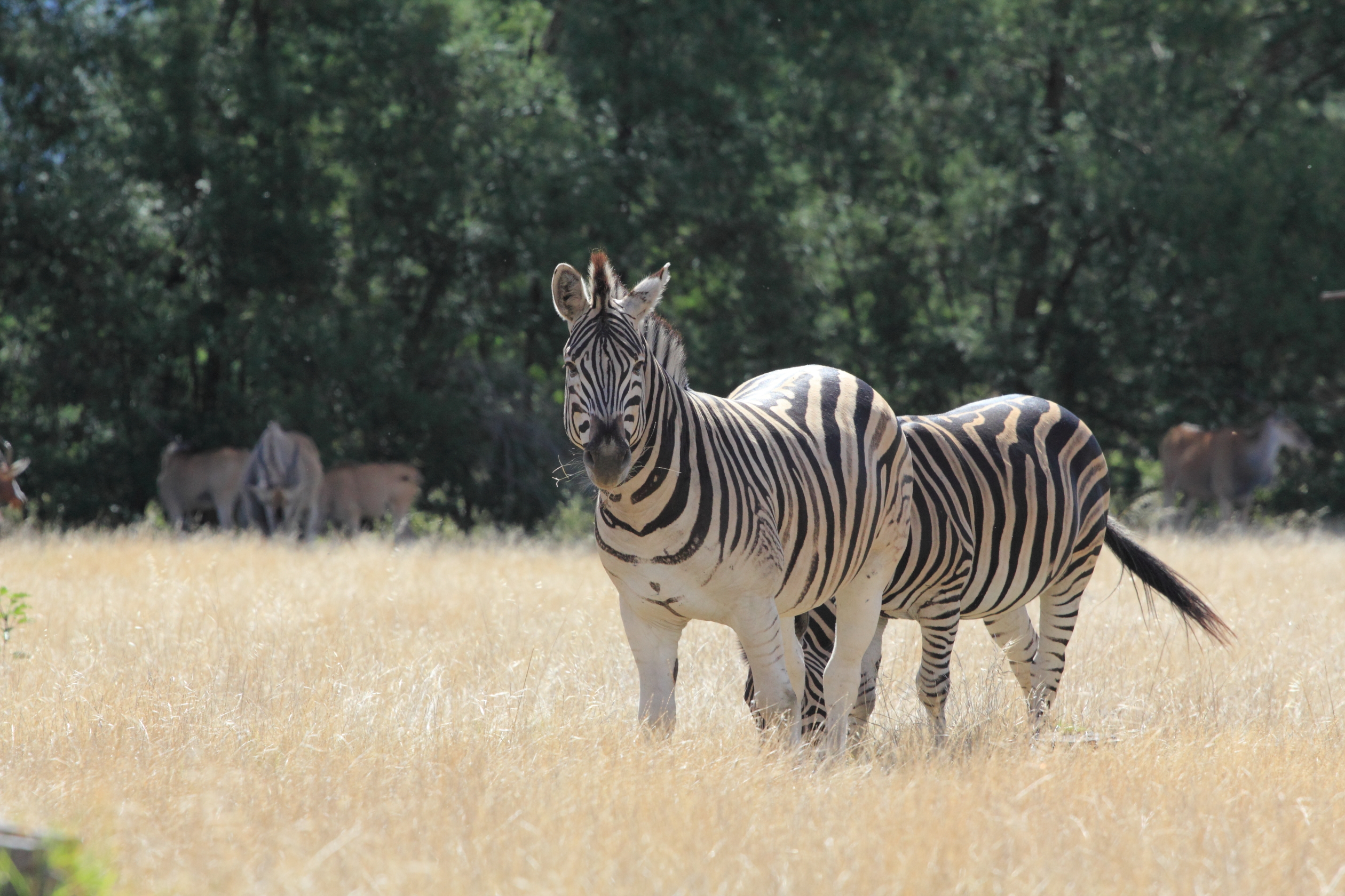 Zebras in a field.